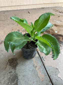 Kalanchoe Mother’s Of Thousands Kalanchoes Plant