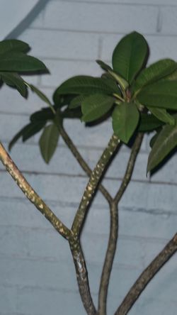 Beautiful Palmaria Flower Plant 5 ft t