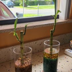 BAMBOO $$ PLANTS