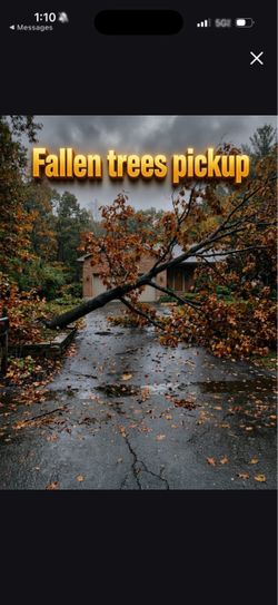 Trees,Trash