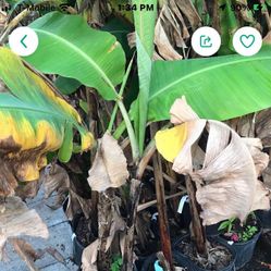 Cavendish Dwarf Banana Fully Grown Tree In 1 Gallon Pot Free Black Eyed Susan Plant