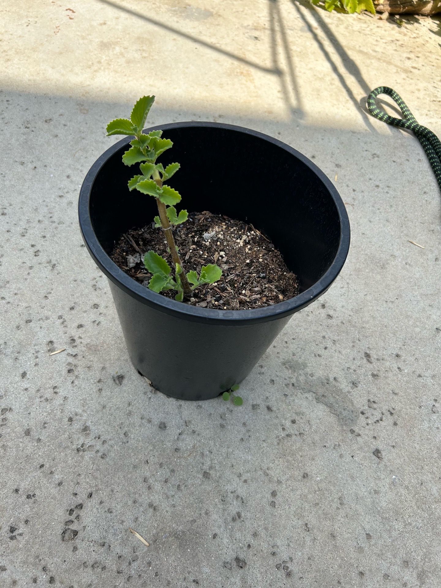 planta de orégano