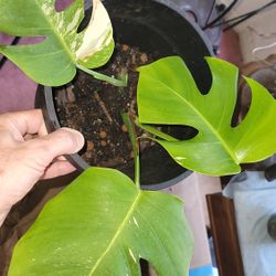 Monstera Albo 
