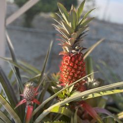 Red Pineapple Plants 