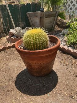 Parodia Lenninghausii (F.Haage ) w/pot