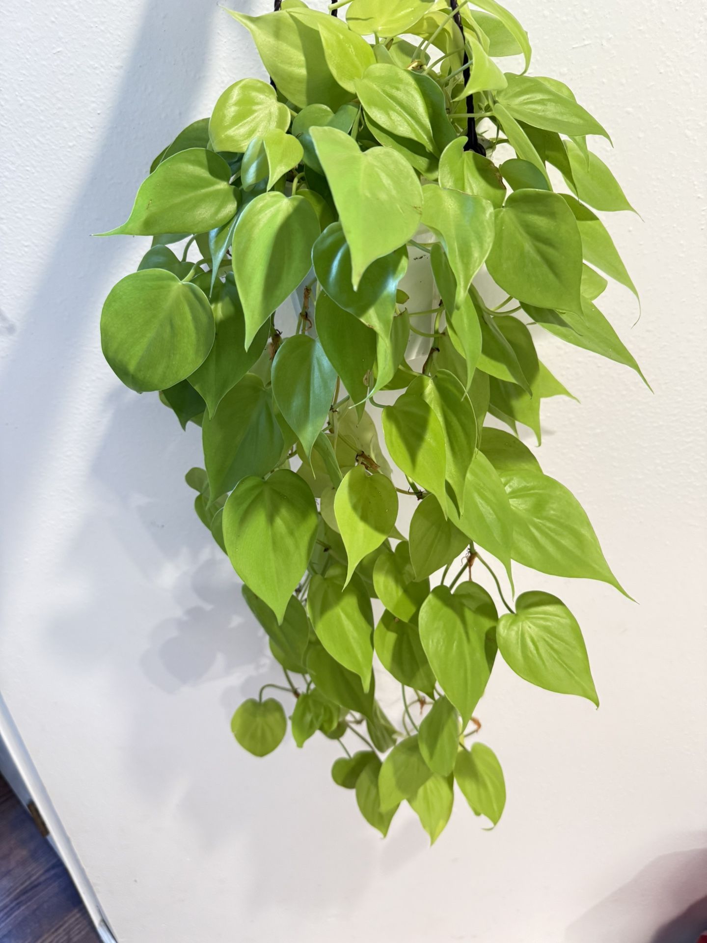 Houseplant Philodendron Lemon Lime Heart Leaf 5”hanging Basket