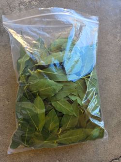 Fresh organic bay leaves 🍃