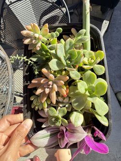 mixed Succulents In Tray 