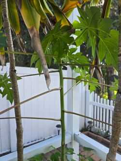 5 Papaya trees