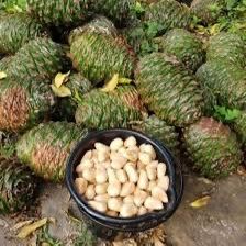 Bunya Pine - Araucaria bidwillii
