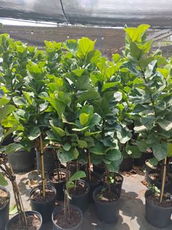 Fiddle fig trees Sale! From $20🌳