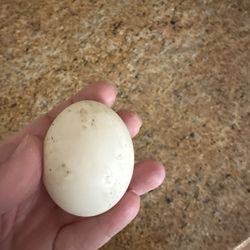 Fertile Muscovy Duck Eggs 