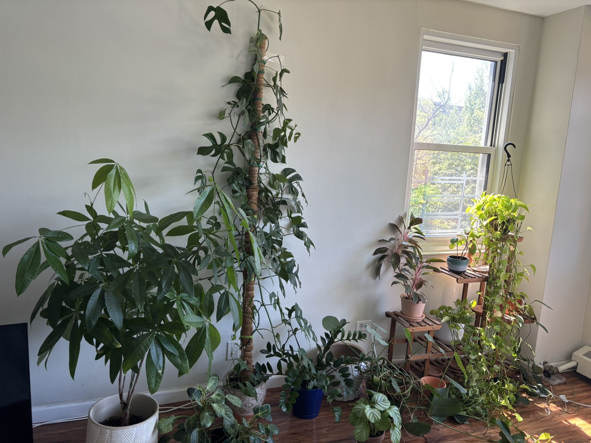 Plant Sale Must Take All. Moving