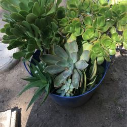 Assorted Plants