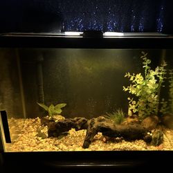 20 Gallon Fish Tank