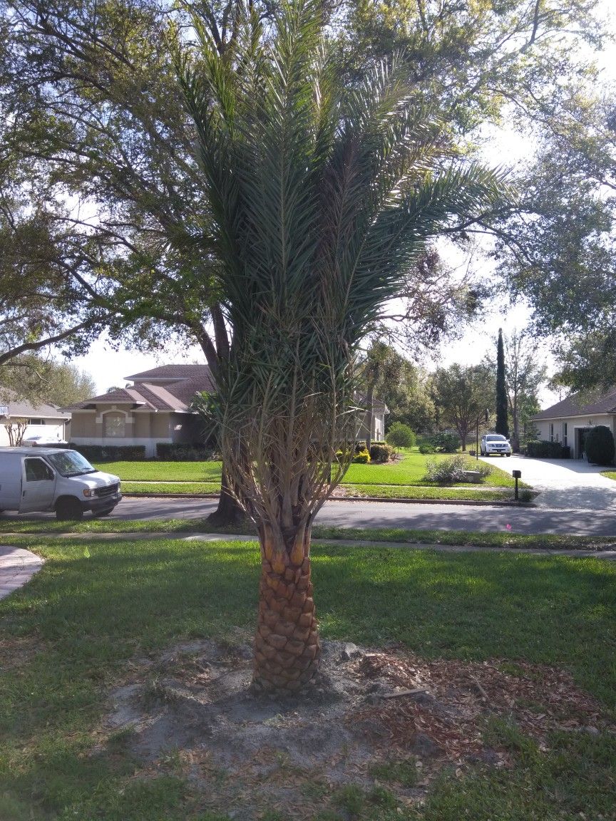 Sylvester Palm trees