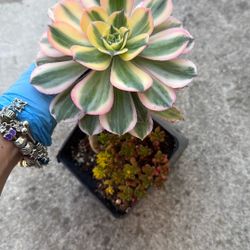 Succulent Plant 6” Pot 