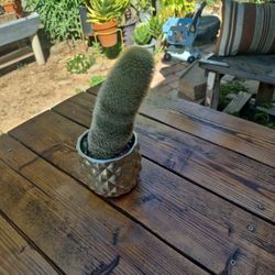 Cactus 🌵 