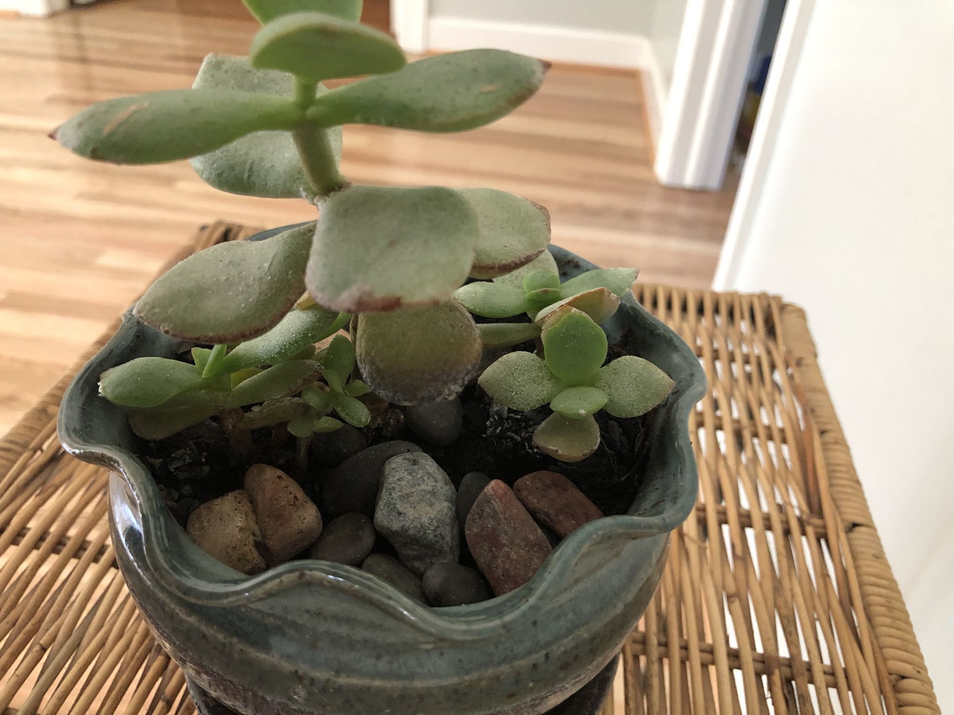Succulent live plant in a beautiful ceramic pot