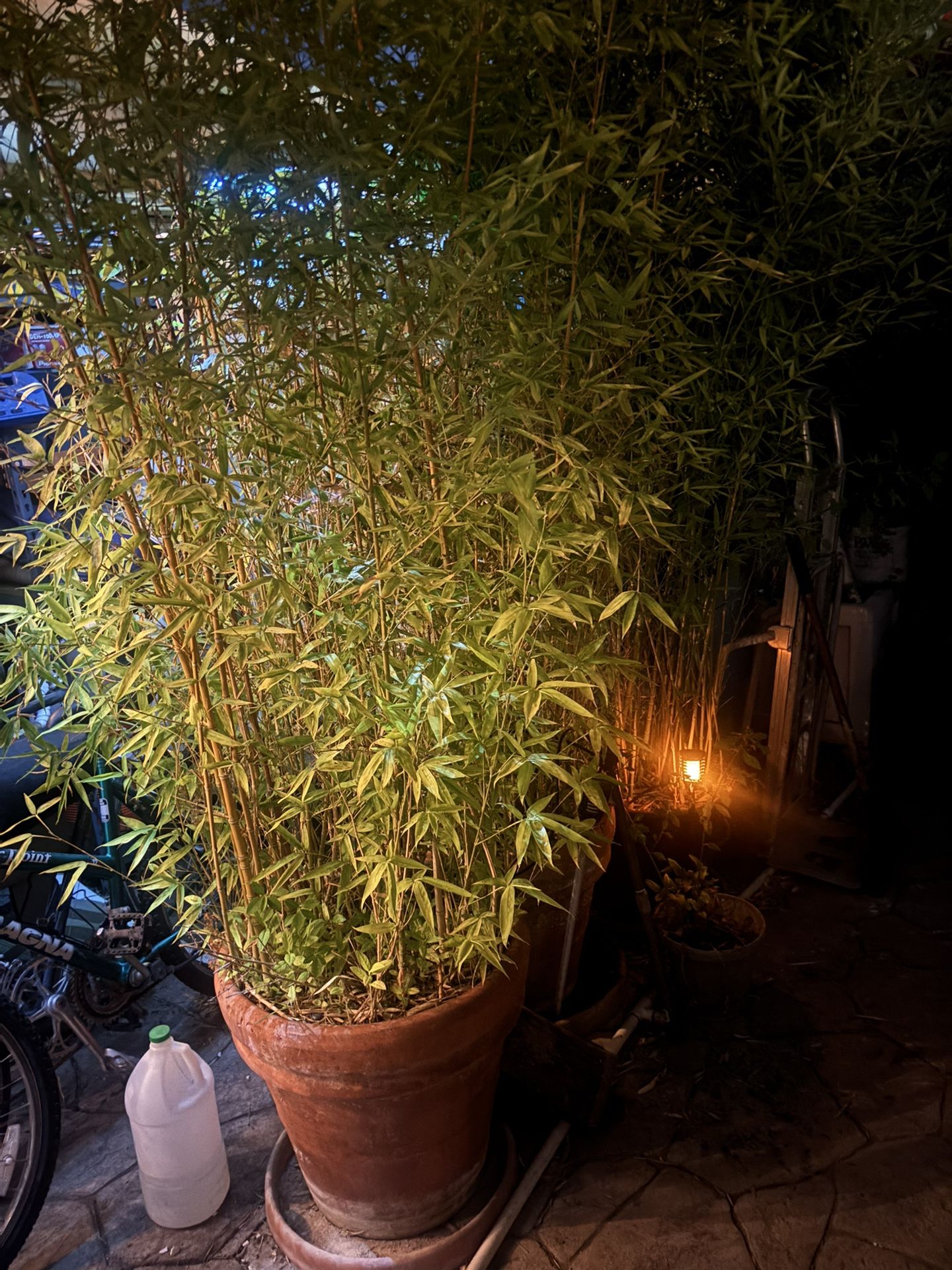 Bamboos And More Plants