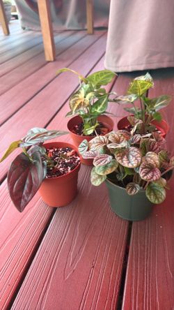 Plants 🌱 5dlls