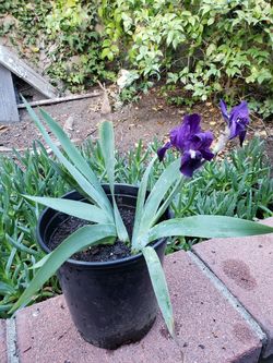 Purple Iris Plant