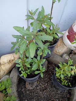 Tropical blood Mexican milkweed