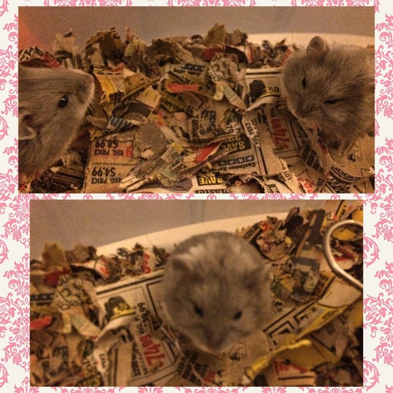 Baby Hamsters