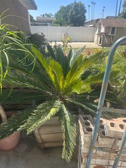 Palm trees