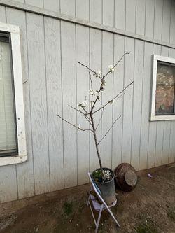 Cherry Tree