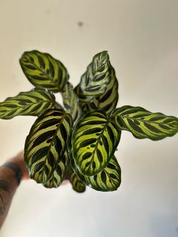 Calathea Peacock