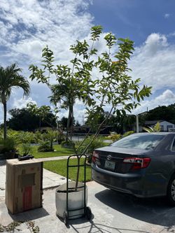 Mata De Guayaba Adulta Y Con Frutos 10’ - 11’