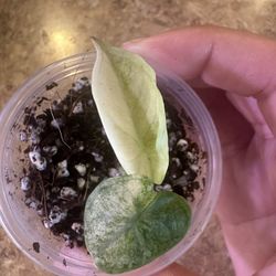 Ninja Splash Alocasia 