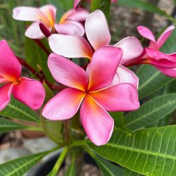 Plumeria 