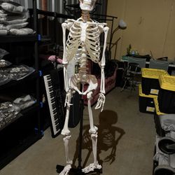 Life Size Skeleton Model