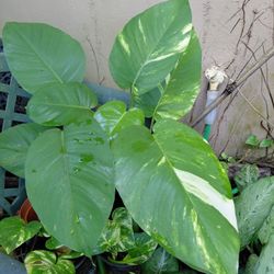 Supersized Pothos Philodendron 1 Gallon Pot