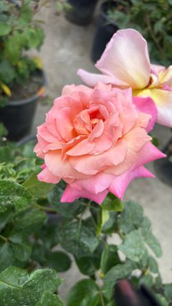 Rosales Rose Bush Plants Flowers Plantas Flores
