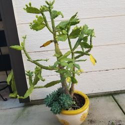 Potted Cactus