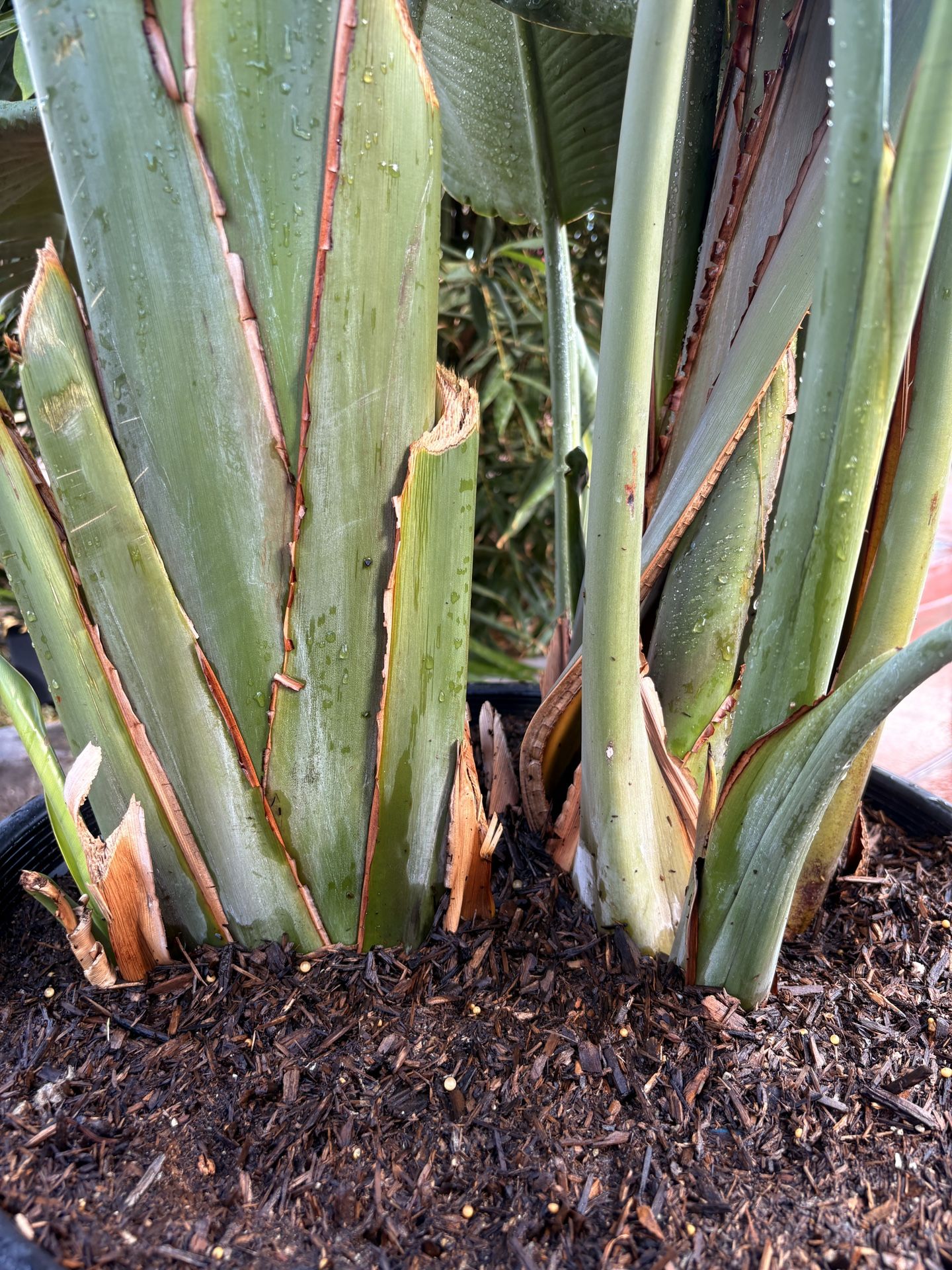 Big Bird Of Paradise