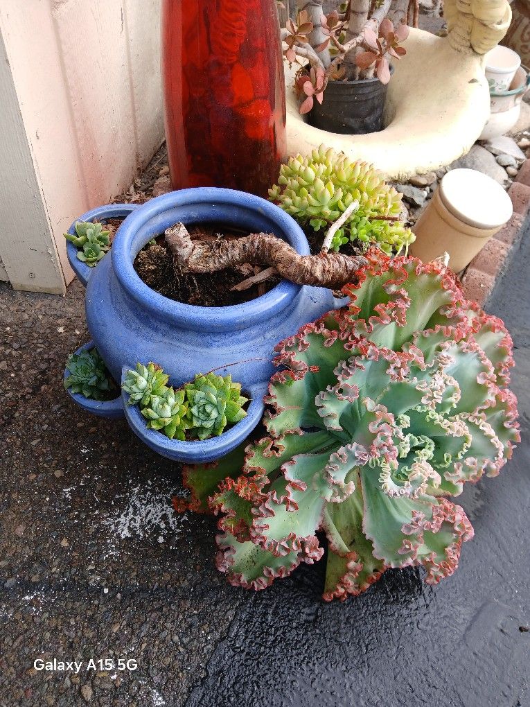 XL Succulent Plant in XL Pot