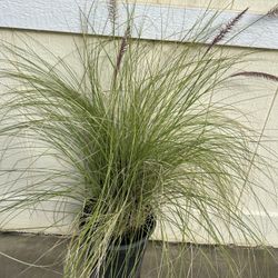 Green Fountain Grass Plant In 5gl