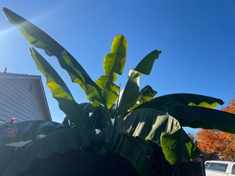 Hojas de plantas de plátano para tamales
