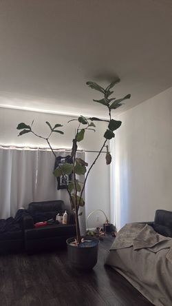 Large Fiddle Leaf Fig Tree in Pot