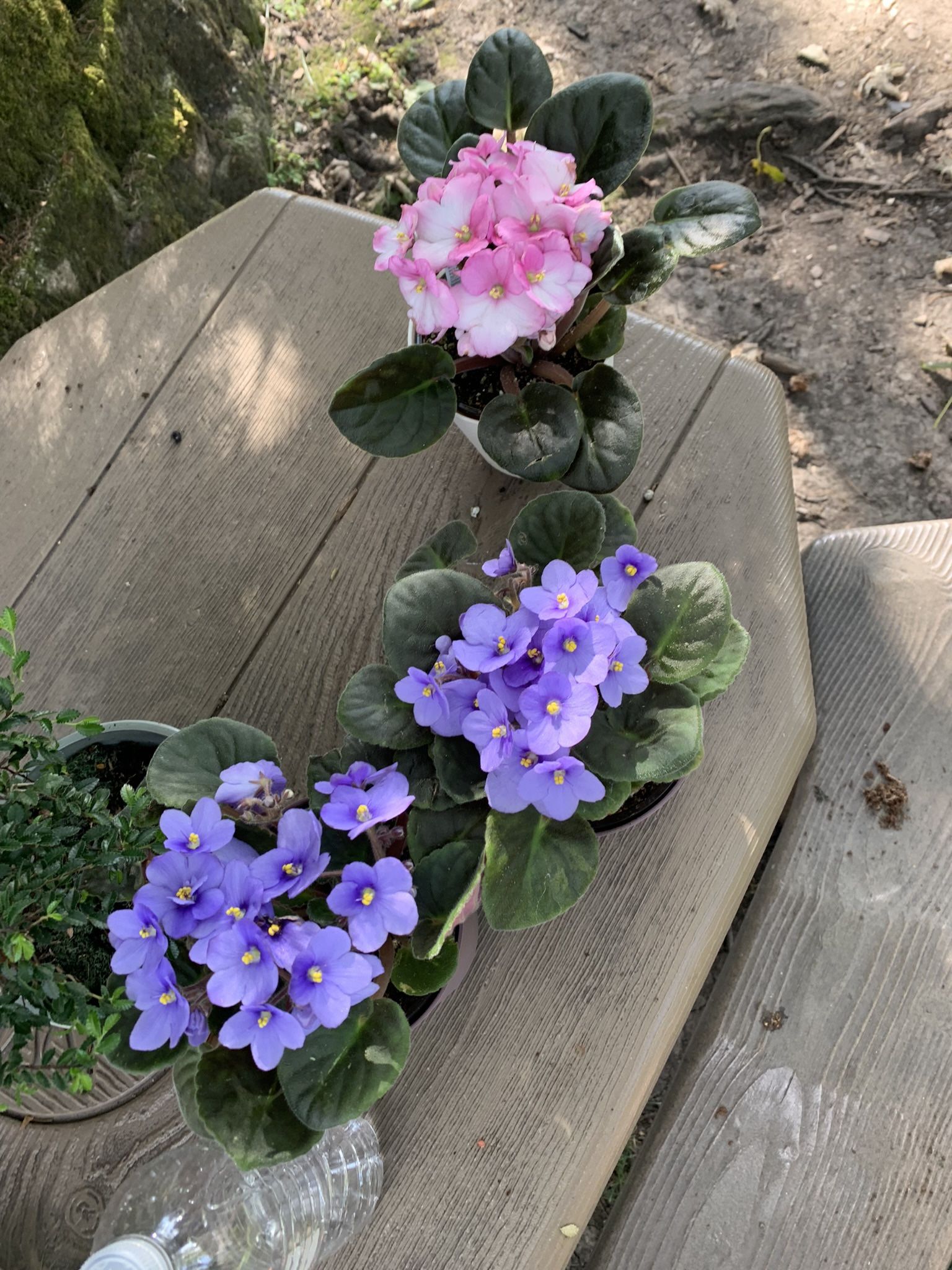 African Violet Plants!! $15 Each!!
