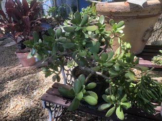 Jade and ogre ear really big succulents