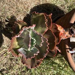 CABBAGE FLOWER PLANT Plant ONLY
