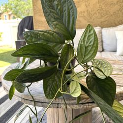 Plants