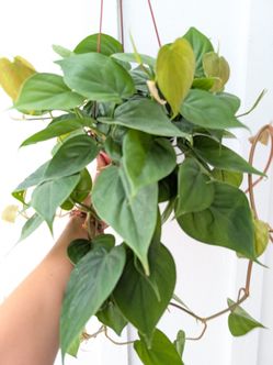 Philodendron Cordatum Heart Leaf Plant 6" Pot - Indoor House Plants