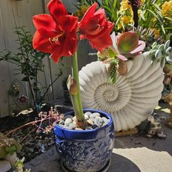 Amaryllis 5 Red flowers In The 10" Ceramic Pot