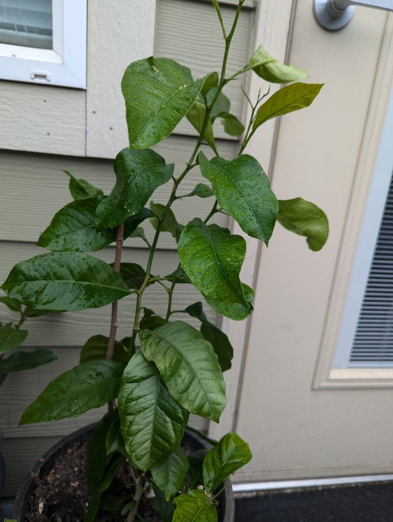 Lemon 🍋 Organic Tree